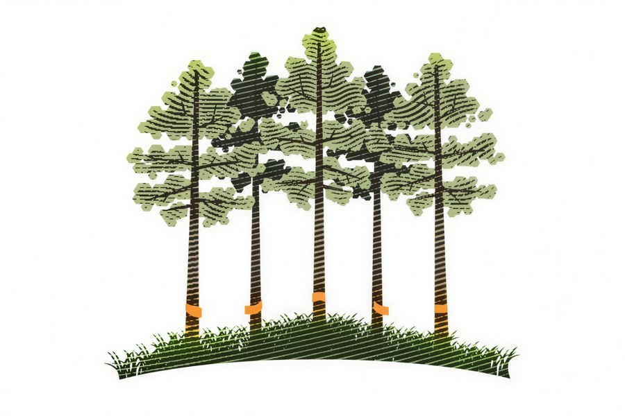 WoodForest professional timber purchasing in a forest