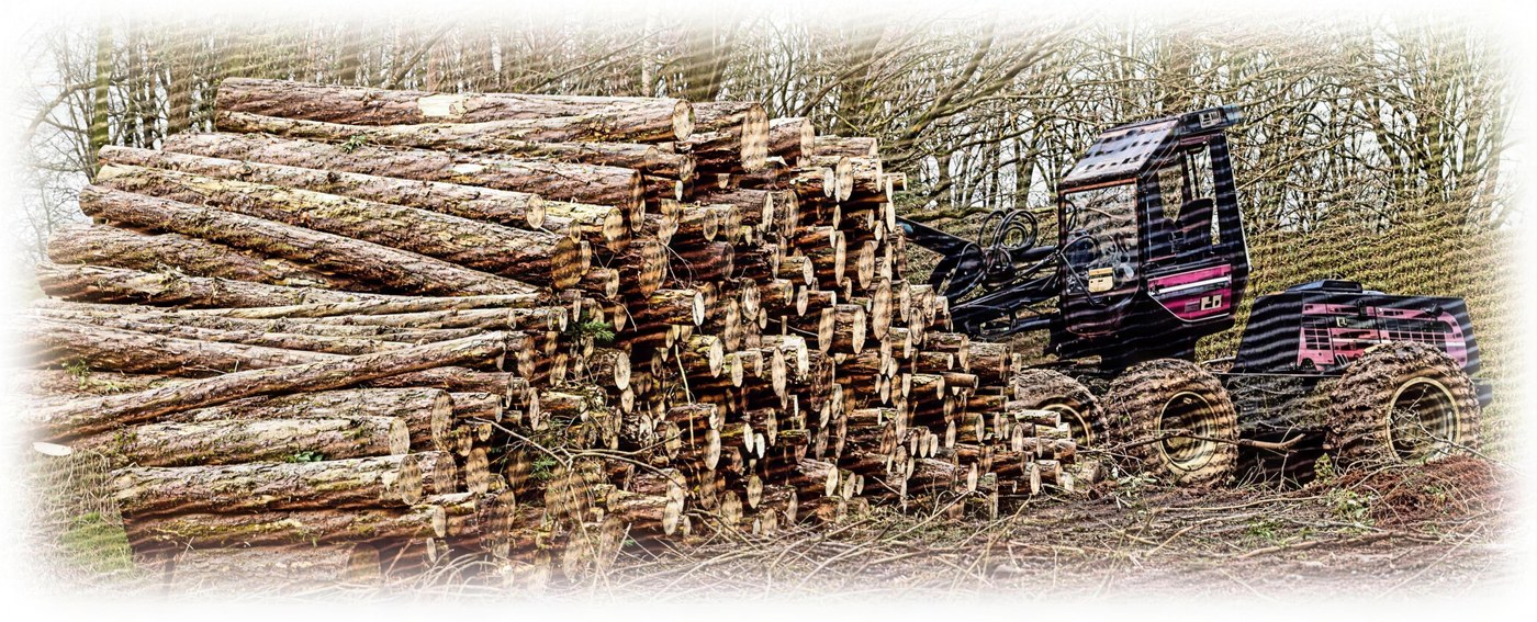 Professional forest harvester illustration encouraging timber evaluation