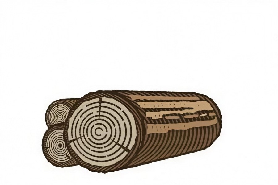 Healthy forest showing selective timber harvesting